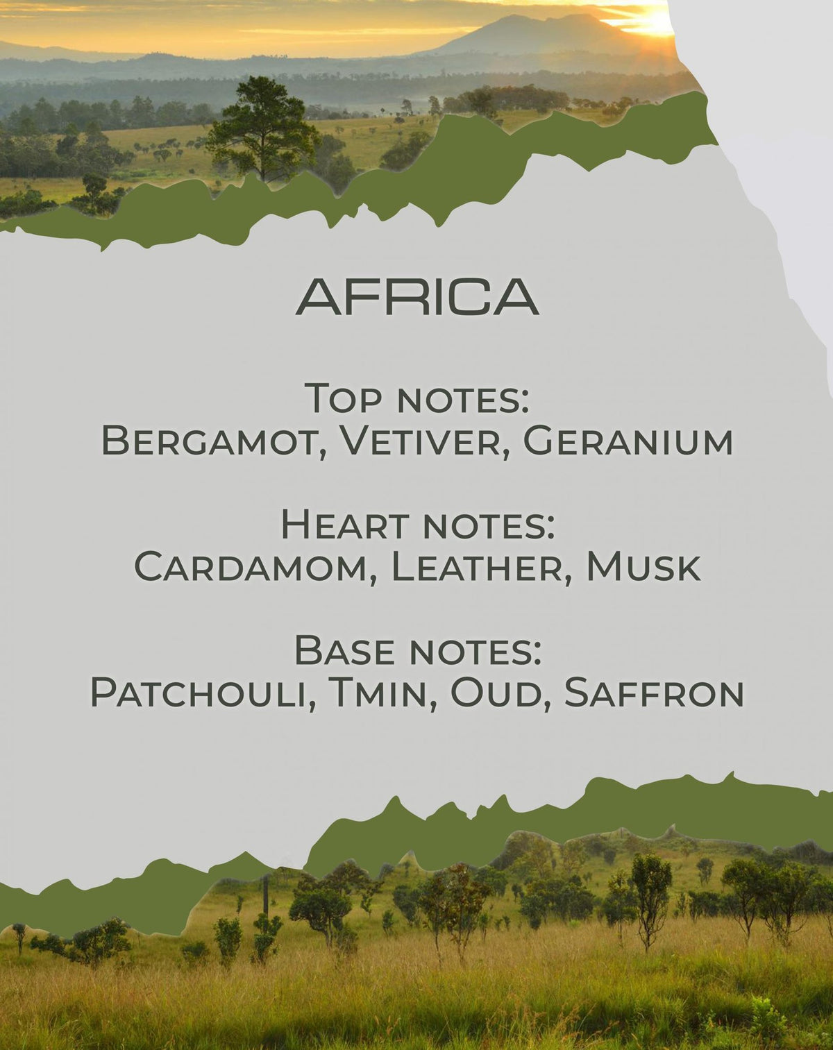 Νότες αρώματος Africa: κάρδαμο, δέρμα, oud — BY VELCHEVA