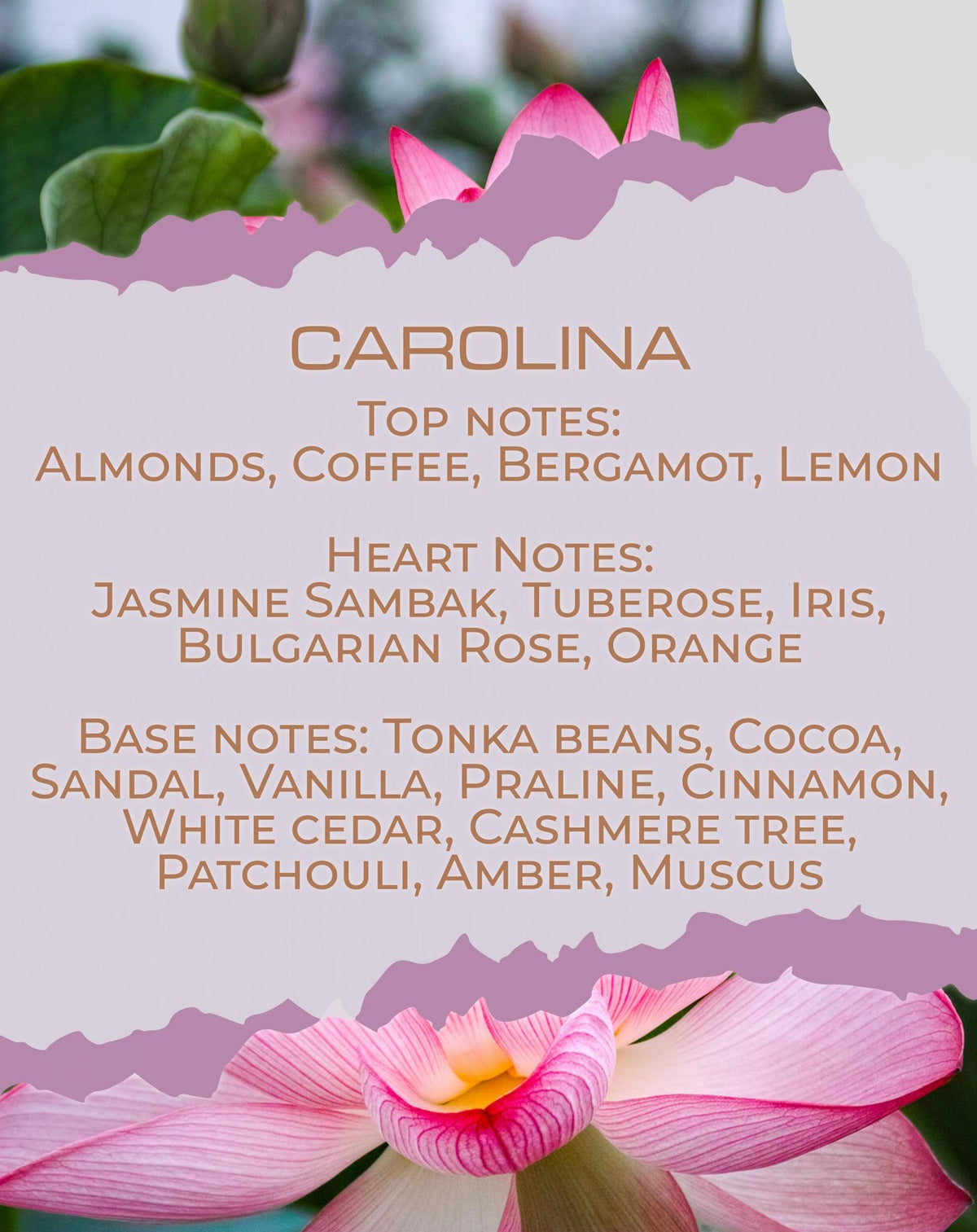 Νότες αρώματος Carolina: καφές, αμύγδαλο, γιασεμί — BY VELCHEVA