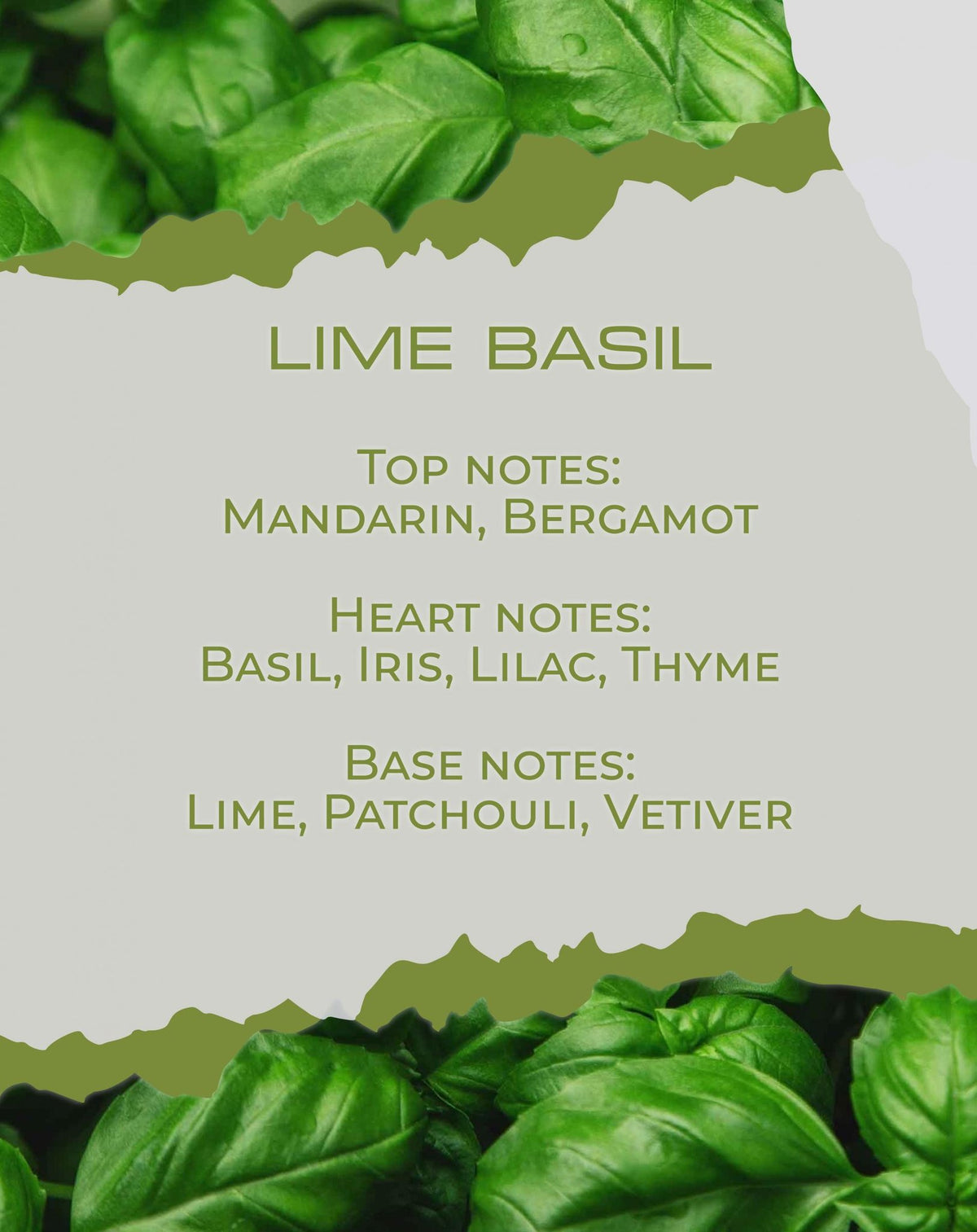 Νότες αρώματος Lime Basil: λάιμ, βασιλικός, θυμάρι — BY VELCHEVA