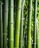 BAMBOO - Image 3